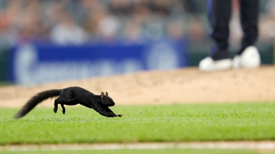 松鼠闯入MLB比赛跳进外野手手套引发搞笑混乱
